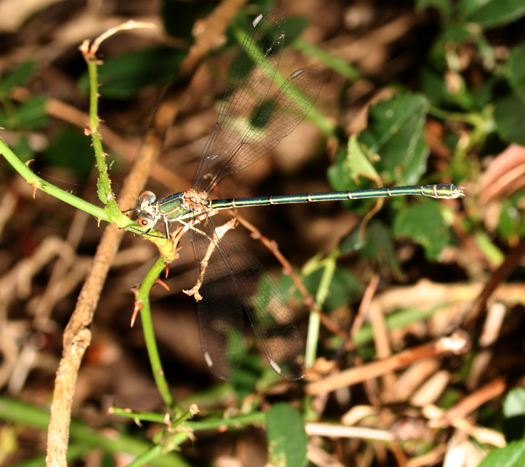 Chalcolestes viridis e Lestes barbarus